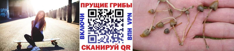 купить наркотики сайты  Белоозёрский  Галлюциногенные грибы мицелий 
